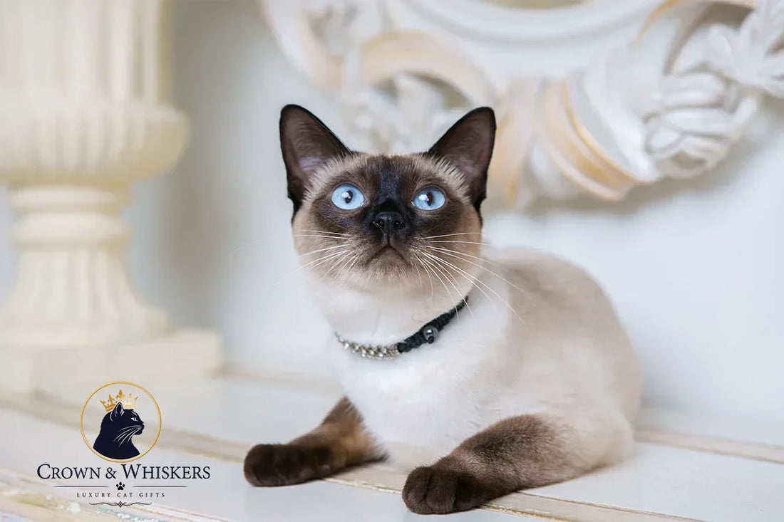 Is It Weird to Buy Jewelry for My Cat? (And Why It's Actually Amazing)