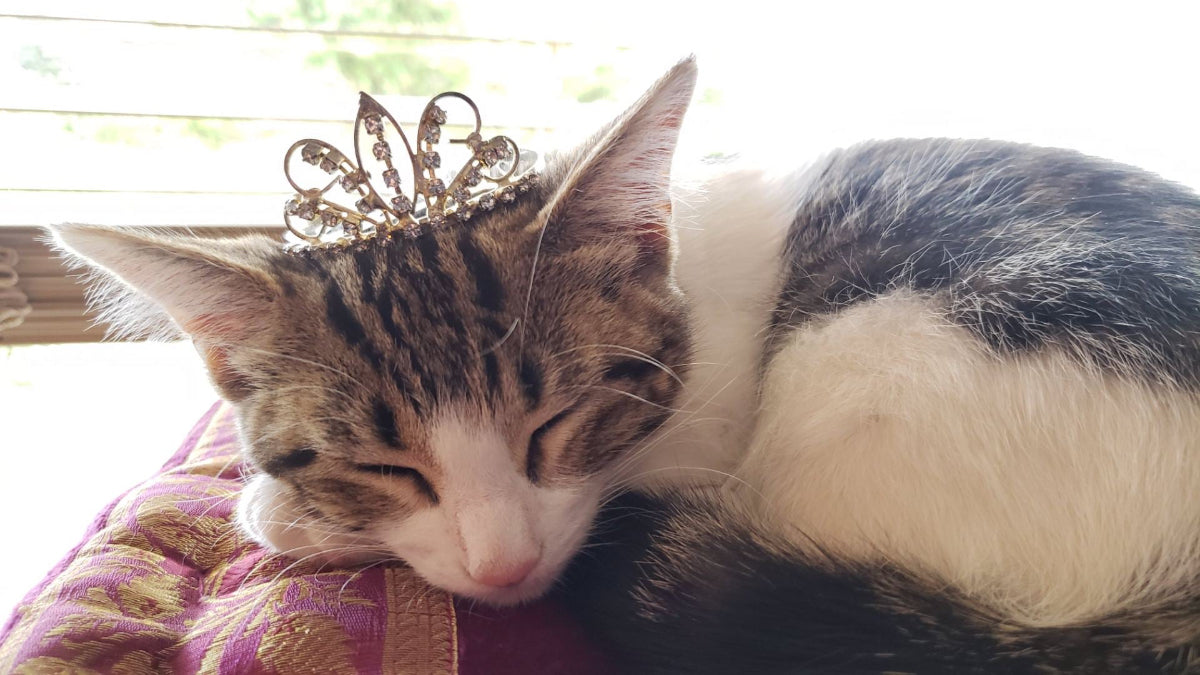 The Meaning of Crown and Whiskers: Why We Love Our Feline Royalty in Canada