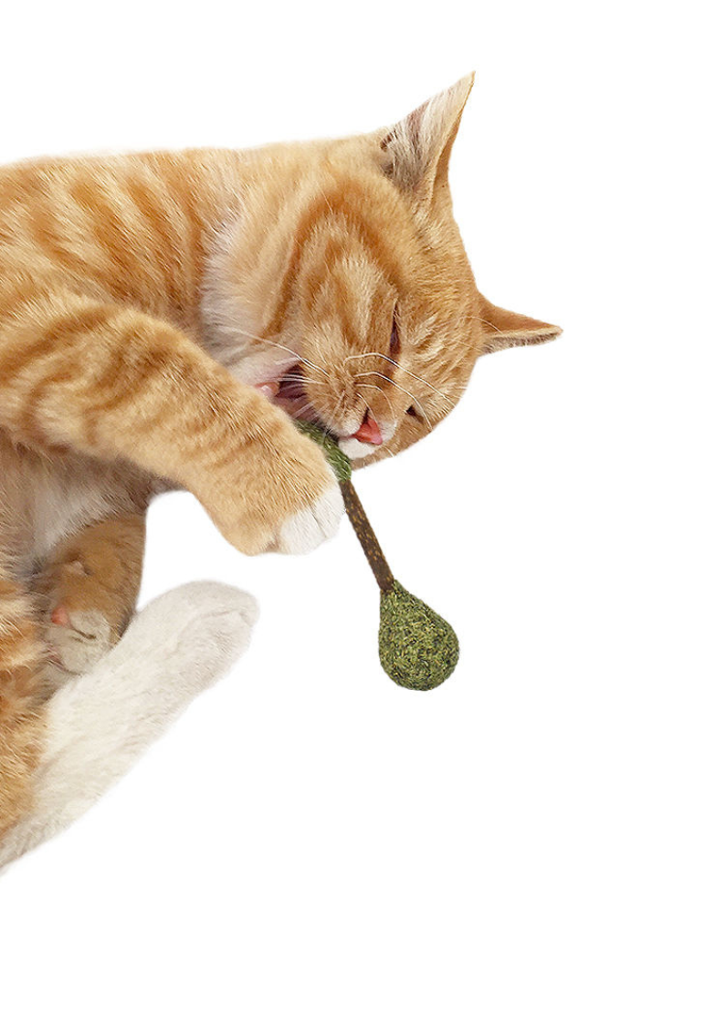Crown & Whiskers Silvervine Dental Buds Cat Toy – Natural Catnip Chew & Teeth Cleaning Stick