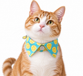 Orange and white tabby cat wearing a blue lemon print bow tie collar on a white background.