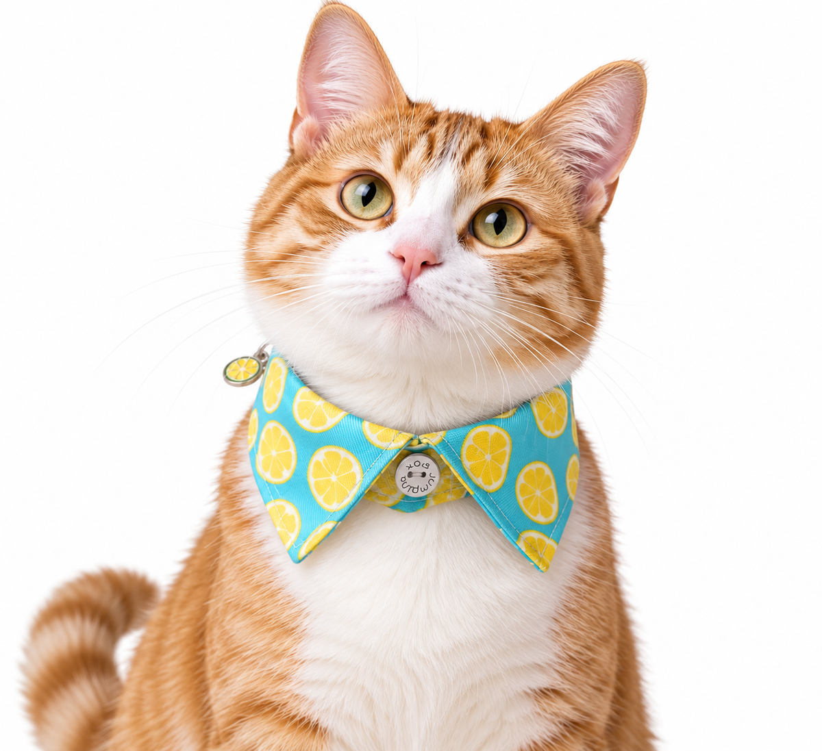 Orange and white tabby cat wearing a blue lemon print bow tie collar on a white background.