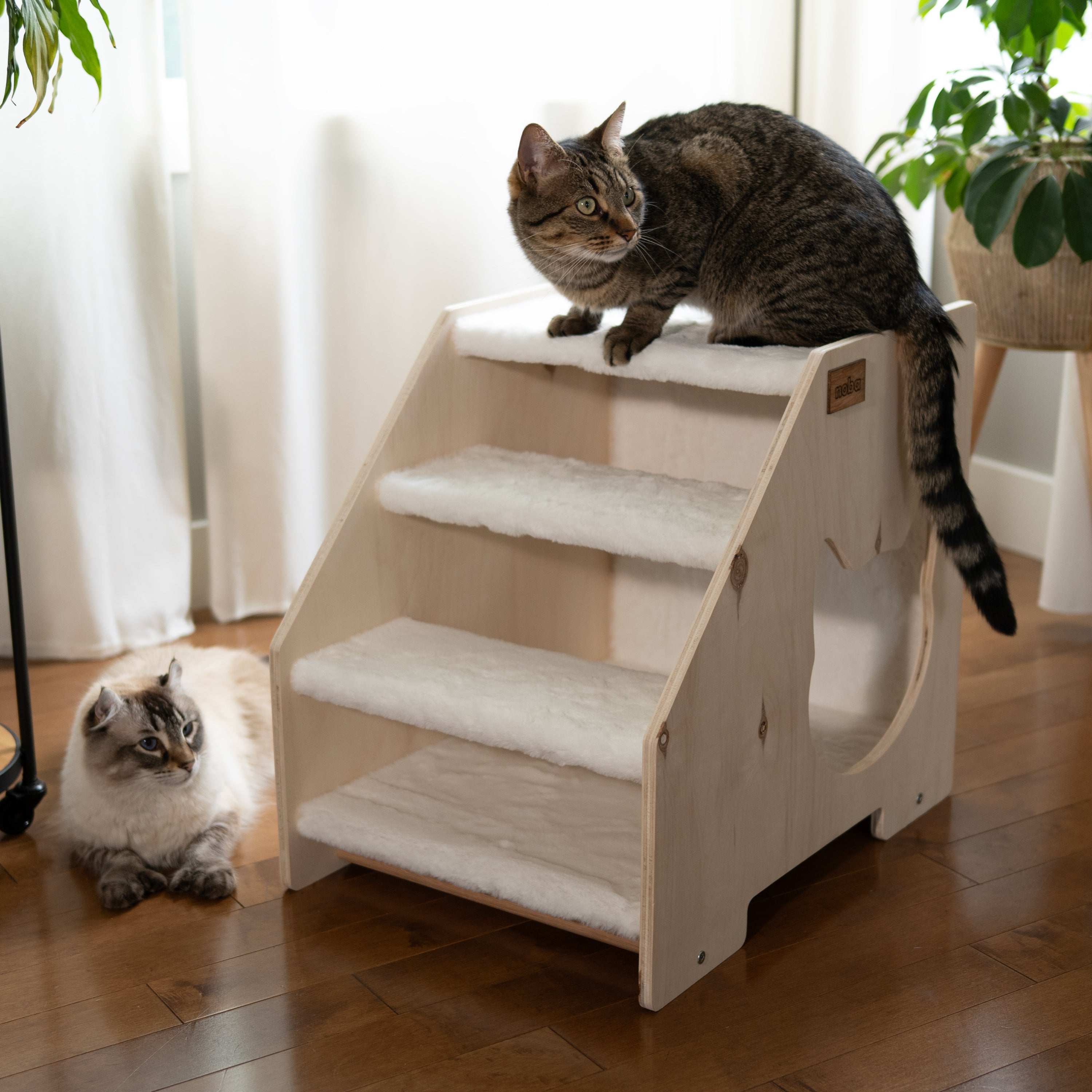 Cat climbing modern wooden stairs with enclosed hideaway