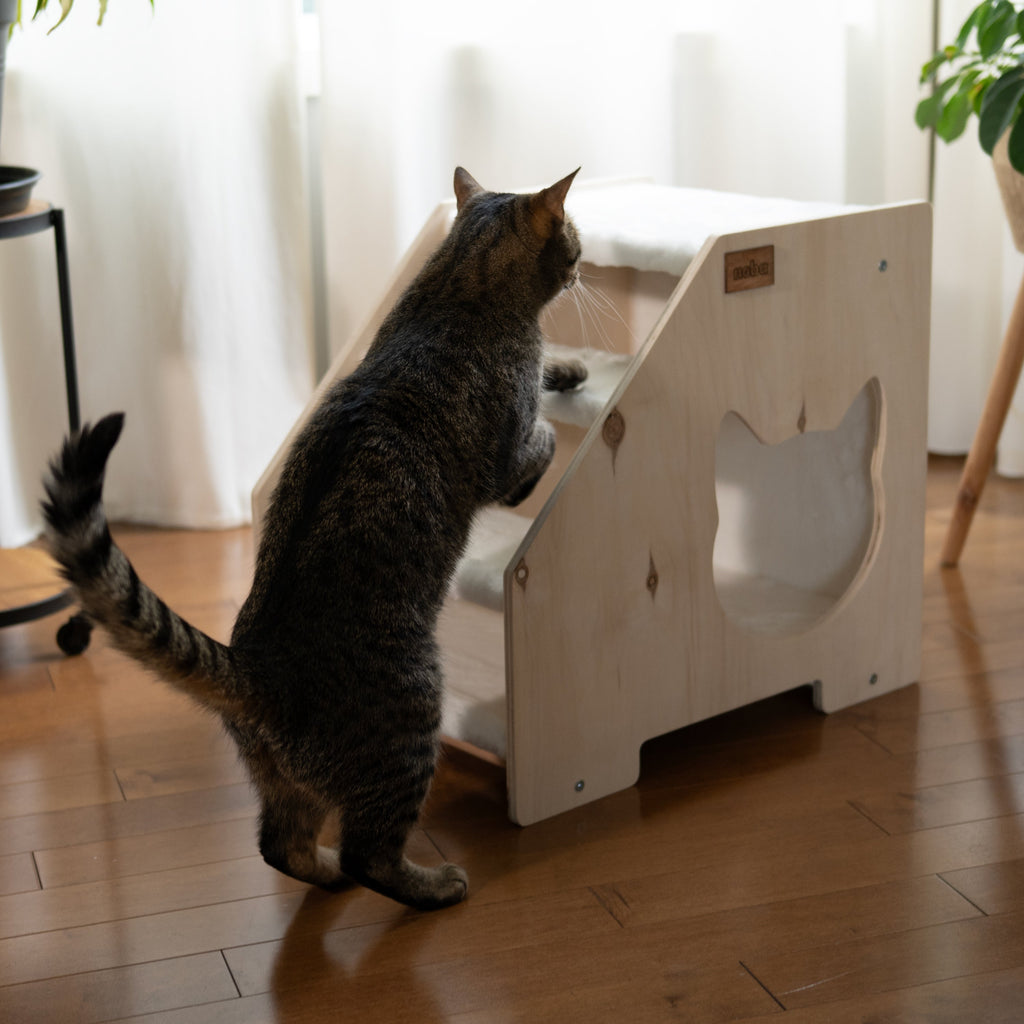 Cat exploring modern wooden stairs and hideaway furniture