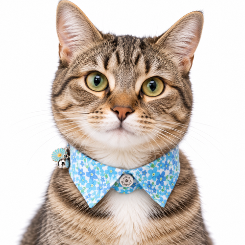 A close-up of a tabby cat wearing a light blue and white floral pet collar with a button and small bell, set against a plain white background.