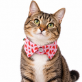 Tabby cat wearing a pink Watermelon print bow tie collar on a white background.