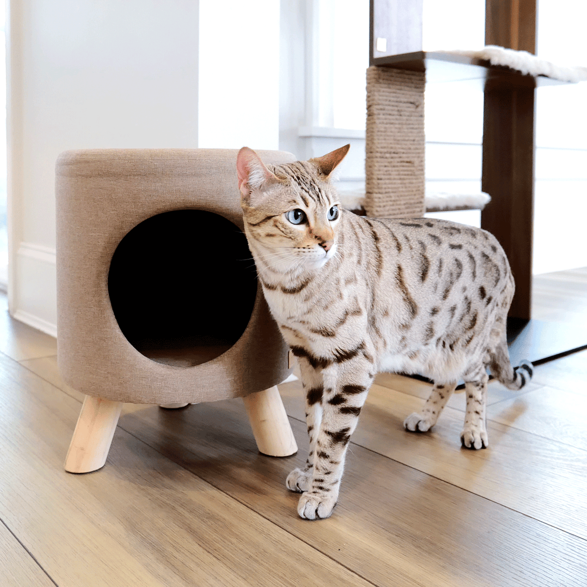 Cat standing next to a beige cat house on a wooden floor.